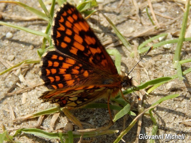 Nymphalidae 2 da ID